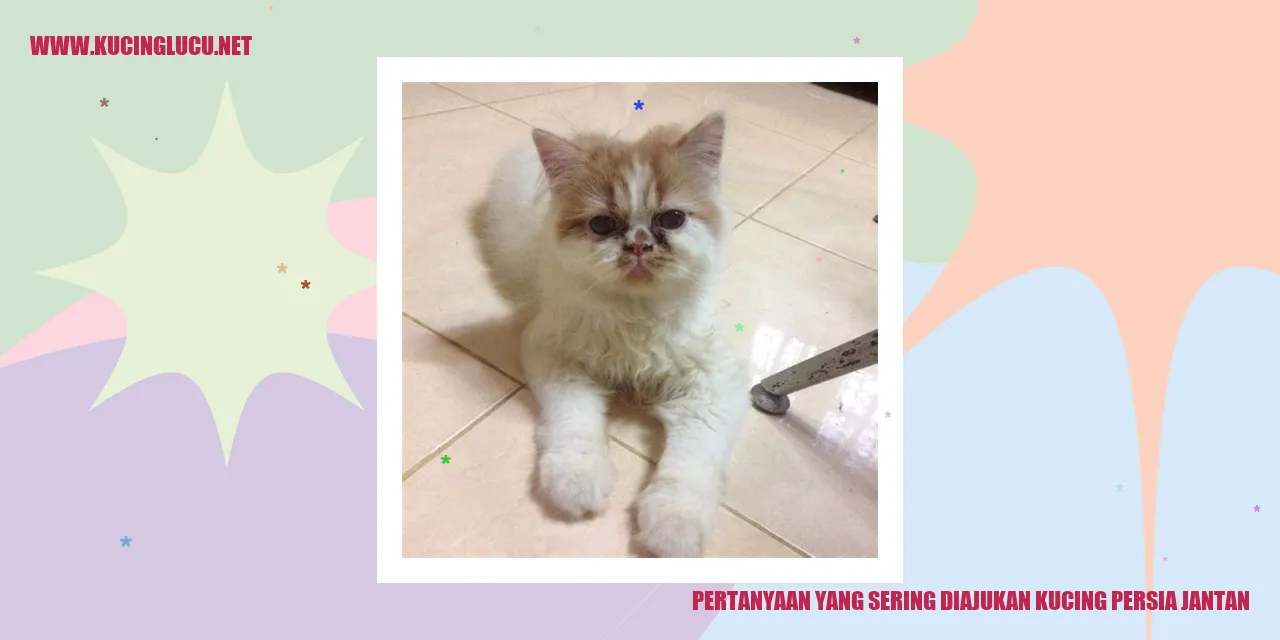 Kucing Persia Jantan