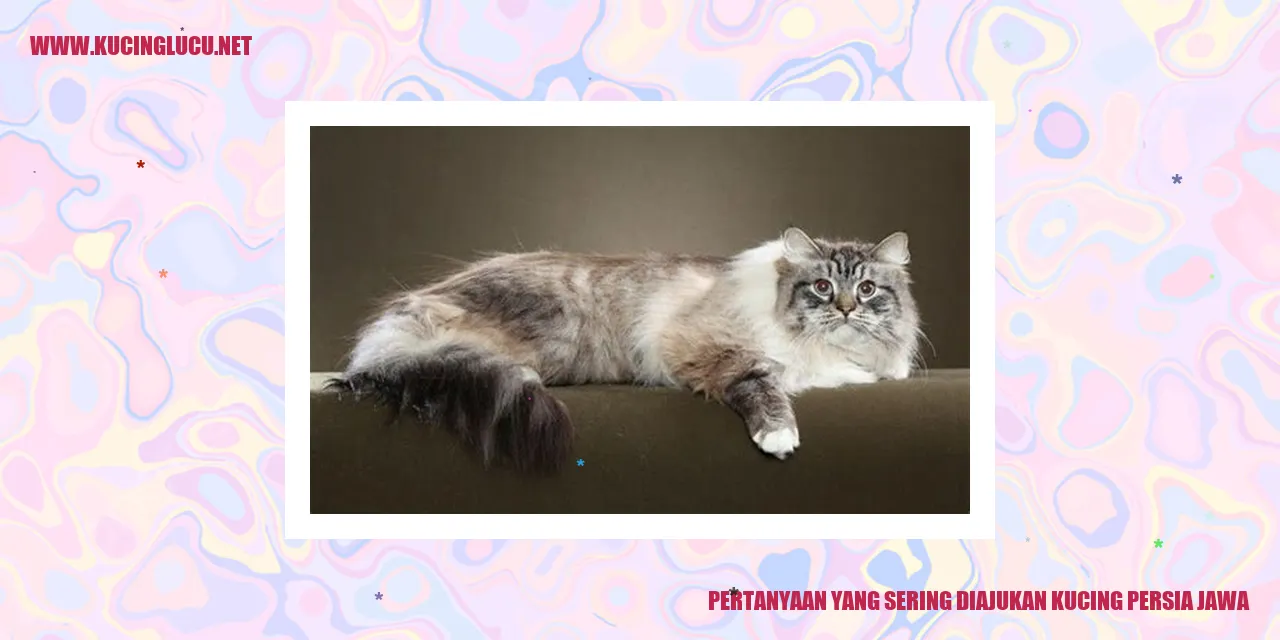Gambar Kucing Persia Jawa