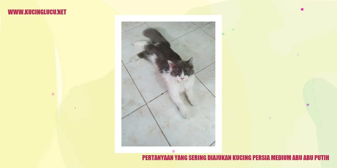 Kucing Persia Medium Abu Abu Putih