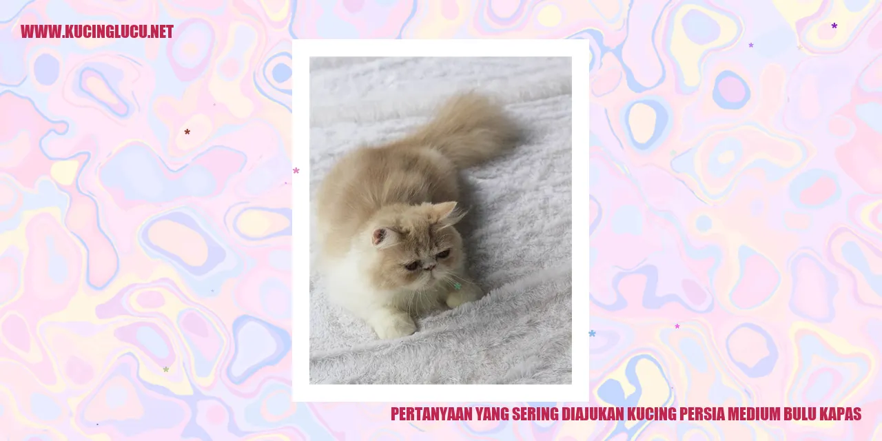 Kucing Persia Medium Bulu Kapas