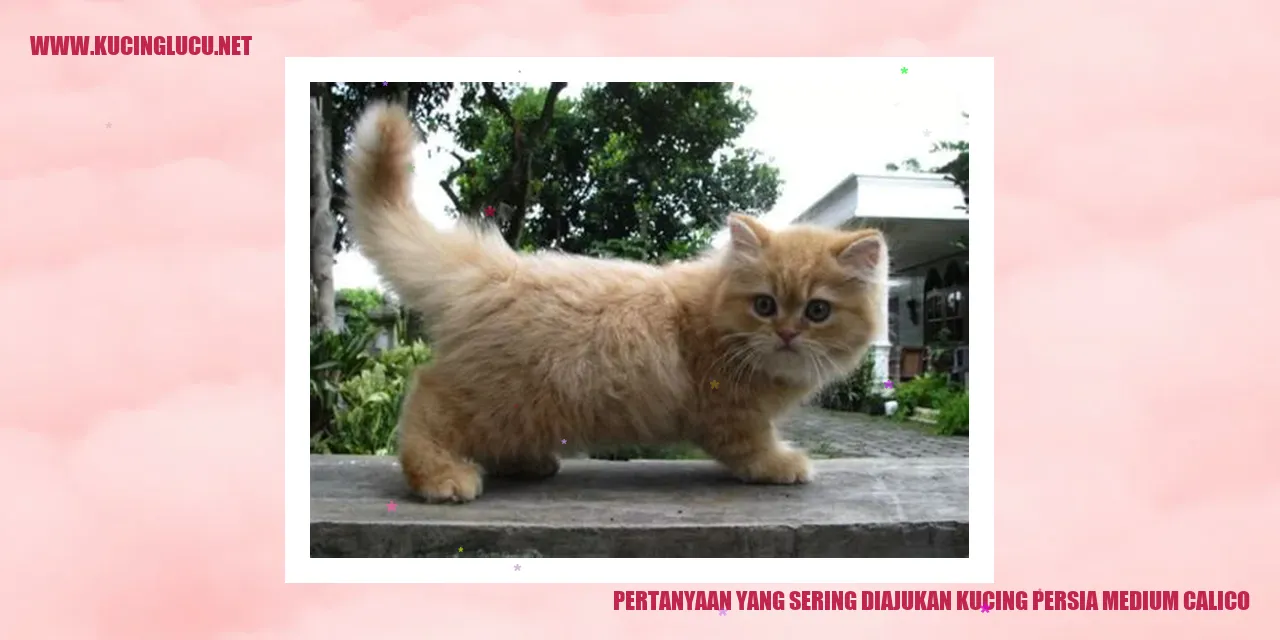 Kucing Persia Medium Calico