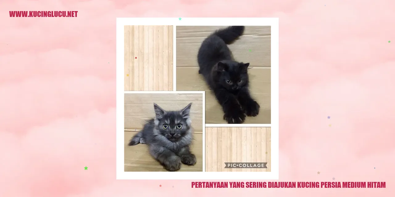 Kucing Persia Medium Hitam