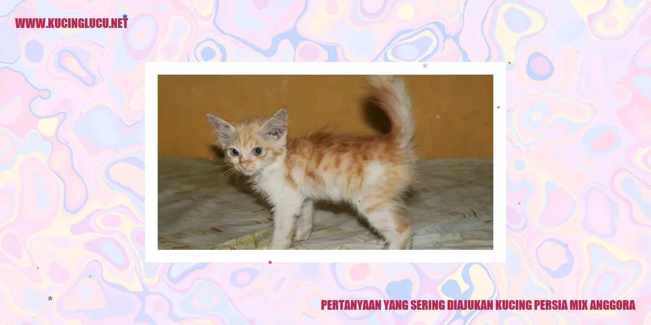 Kucing Persia Mix Anggora