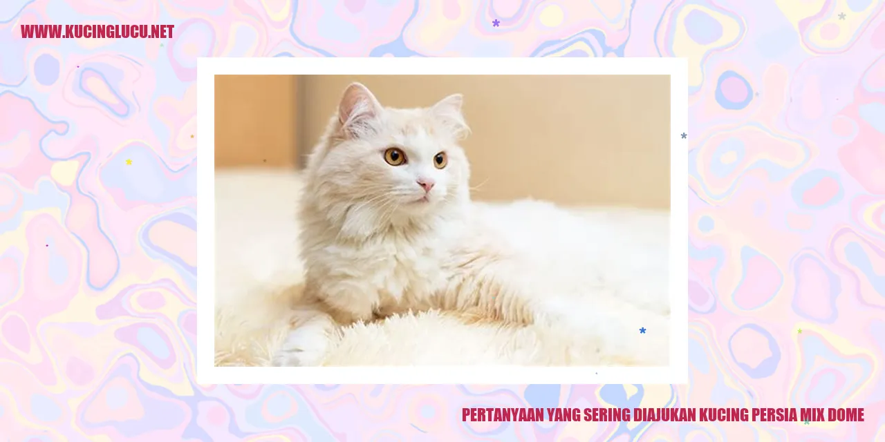 Kucing Persia Mix Dome