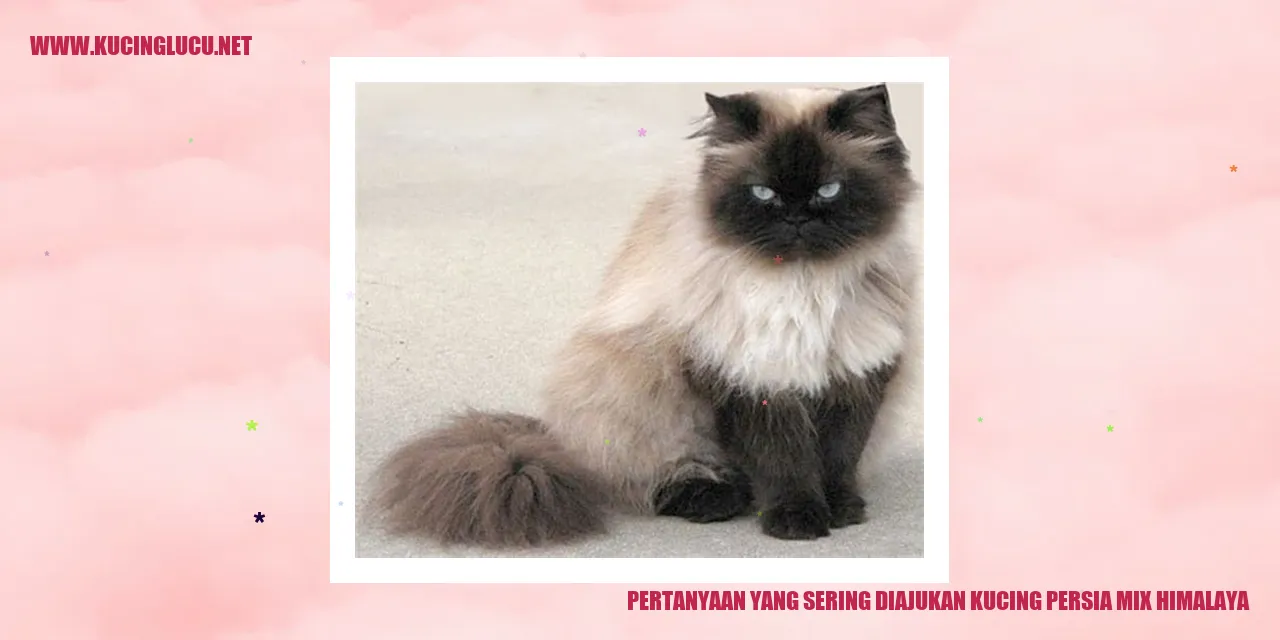 Kucing Persia Mix Himalaya