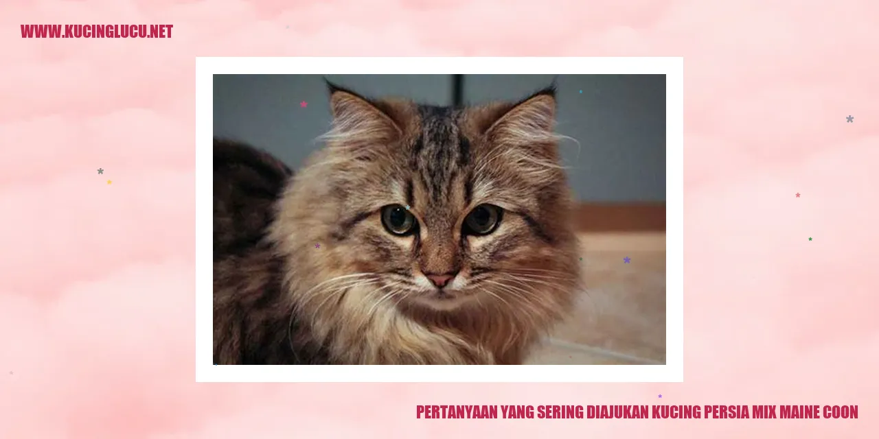Pertanyaan yang Sering Diajukan tentang Kucing Persia Mix Maine Coon