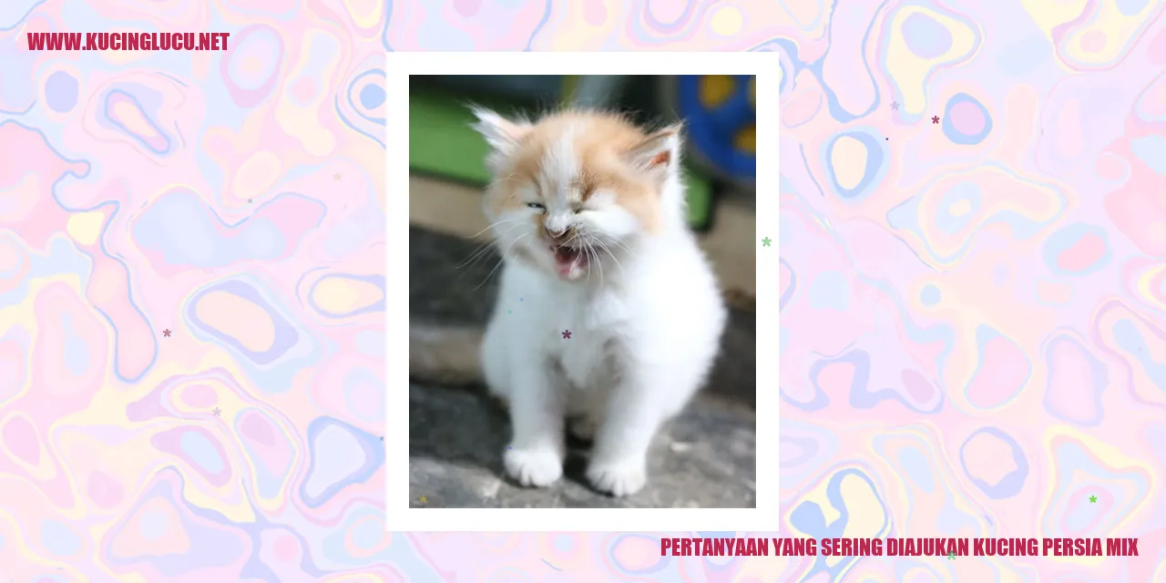 Kucing Persia Mix