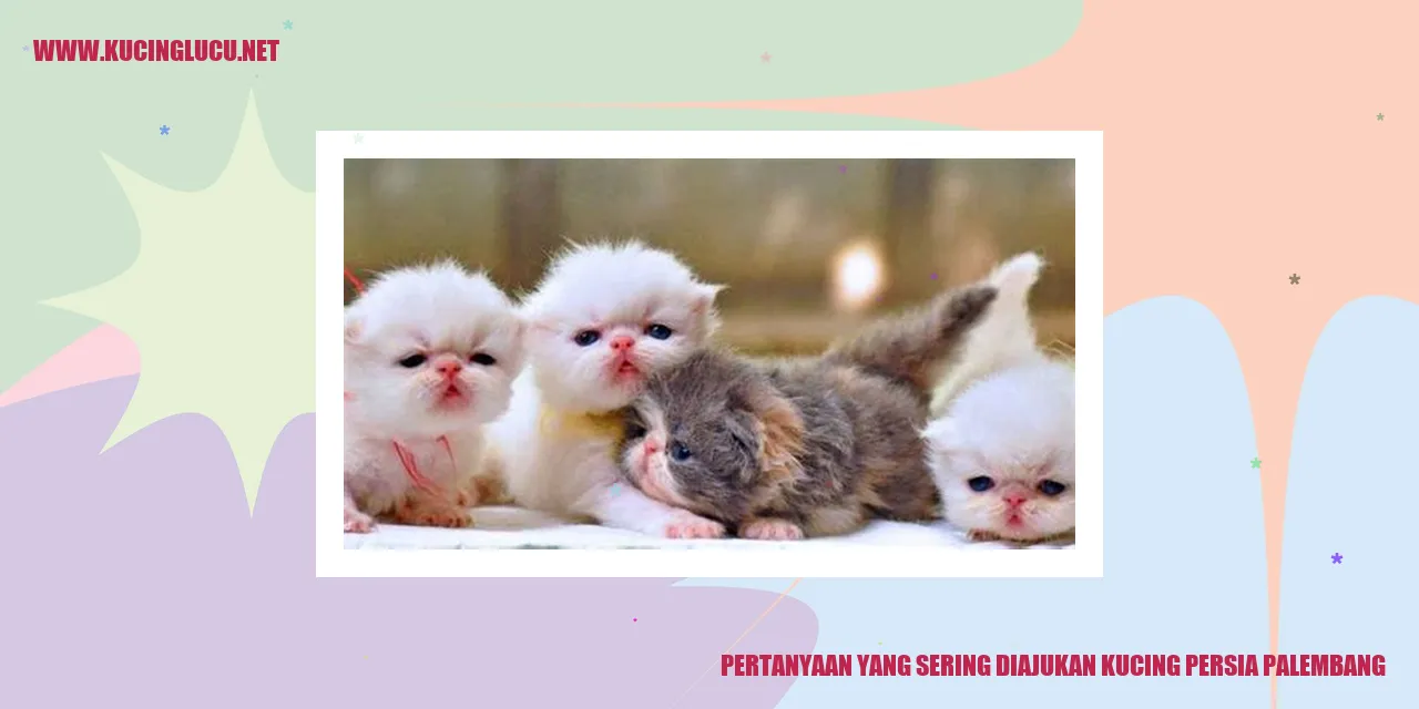 Kucing Persia Palembang