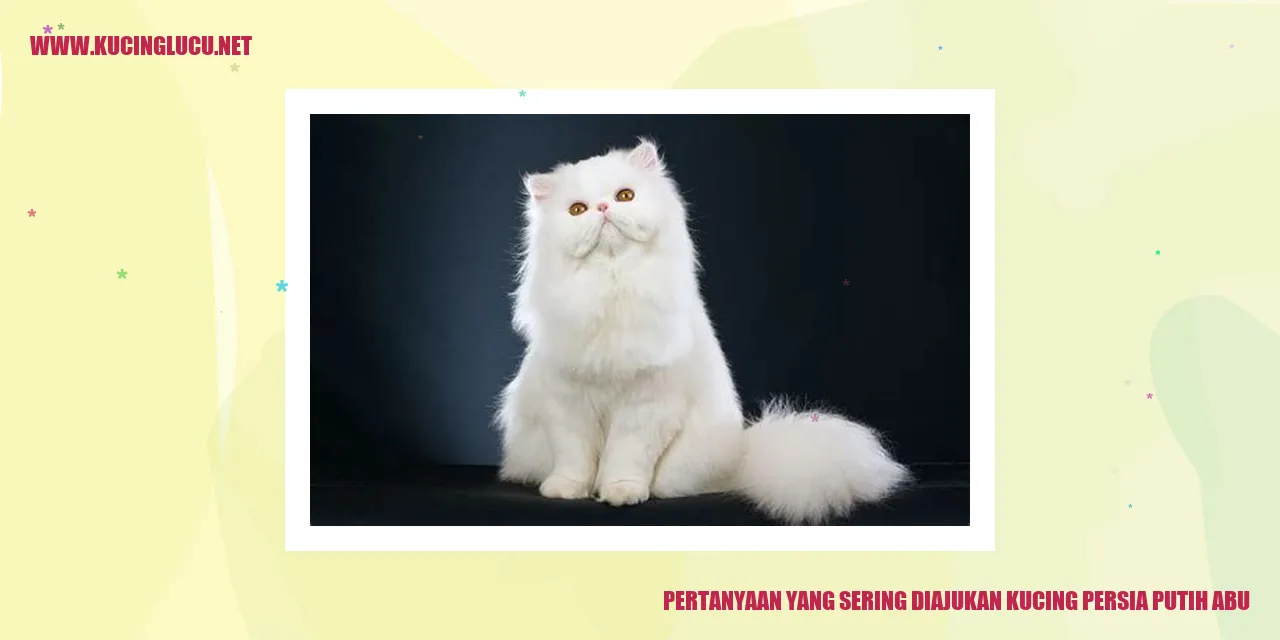 Kucing Persia Putih Abu