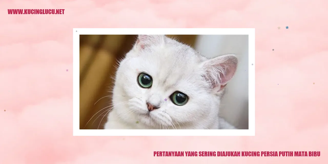 kucing persia putih mata biru