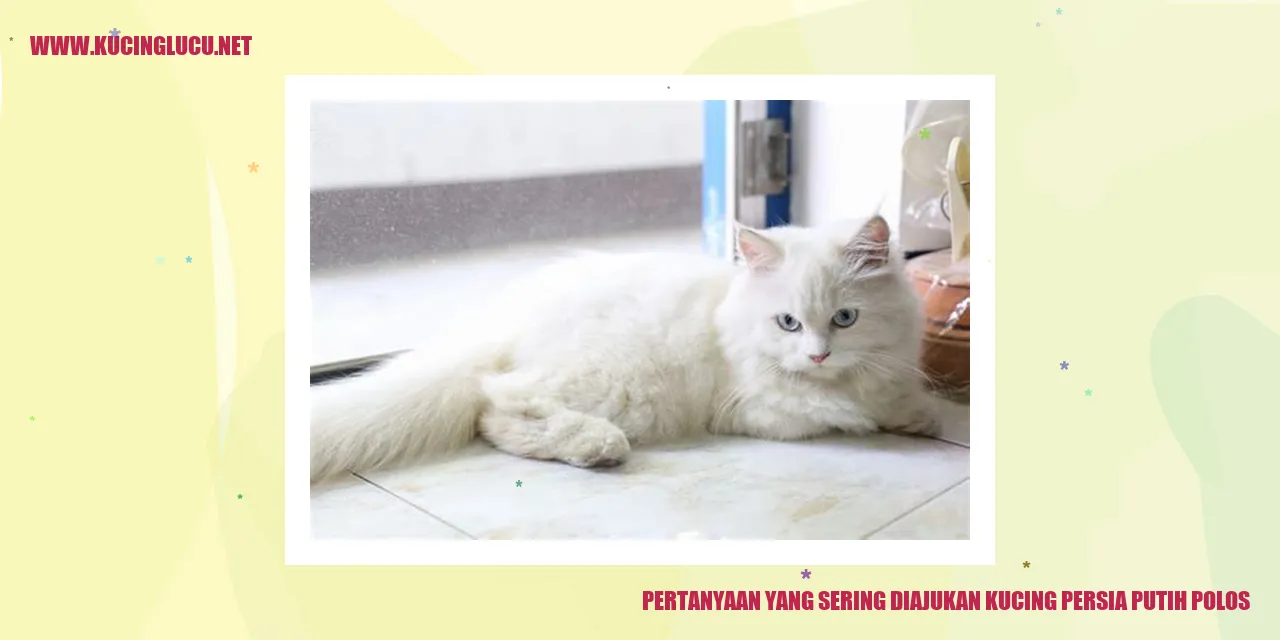 Kucing Persia Putih Polos