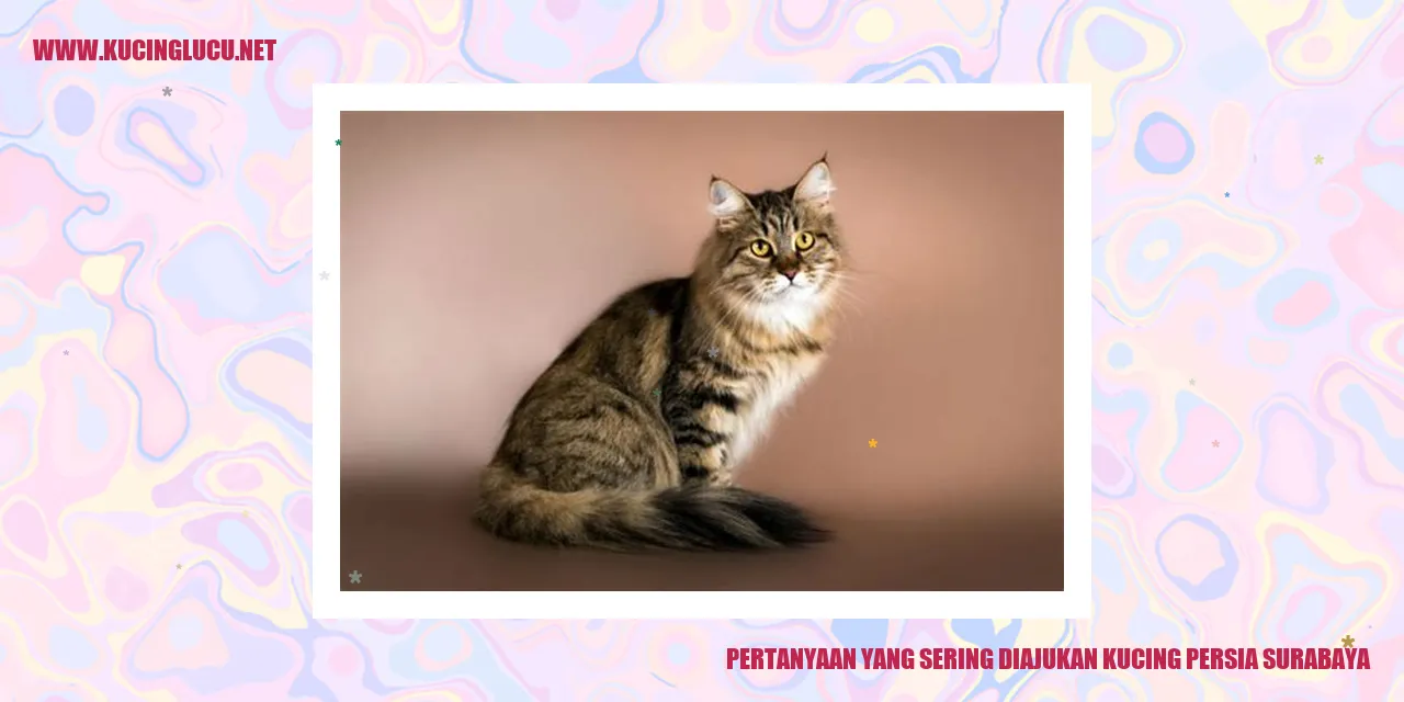 Kucing Persia Surabaya