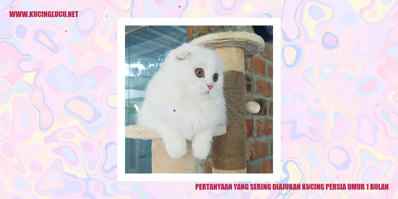 Kucing Persia Usia 1 Bulan