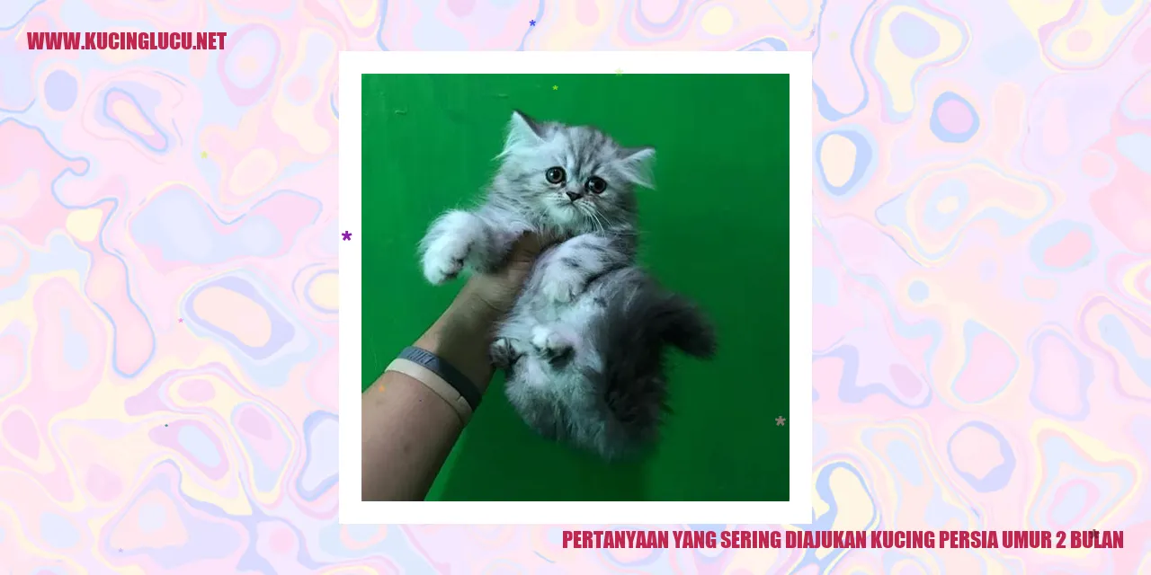 Kucing Persia Umur 2 Bulan