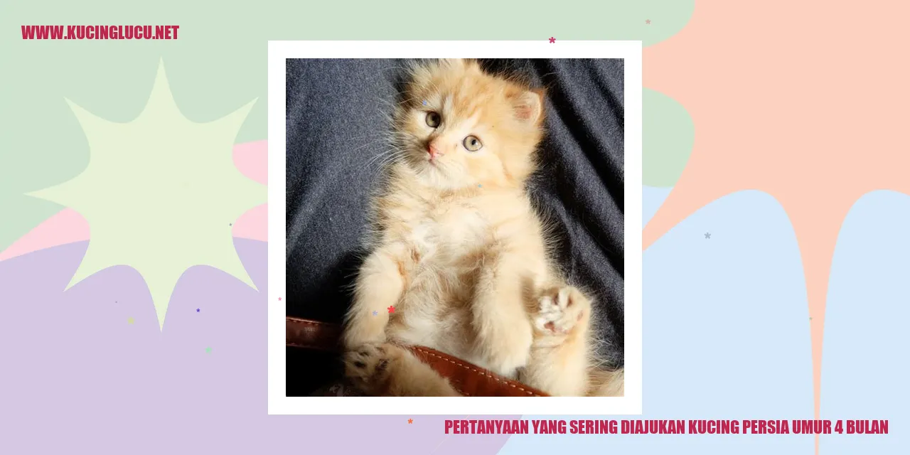 Kucing Persia Usia 4 Bulan