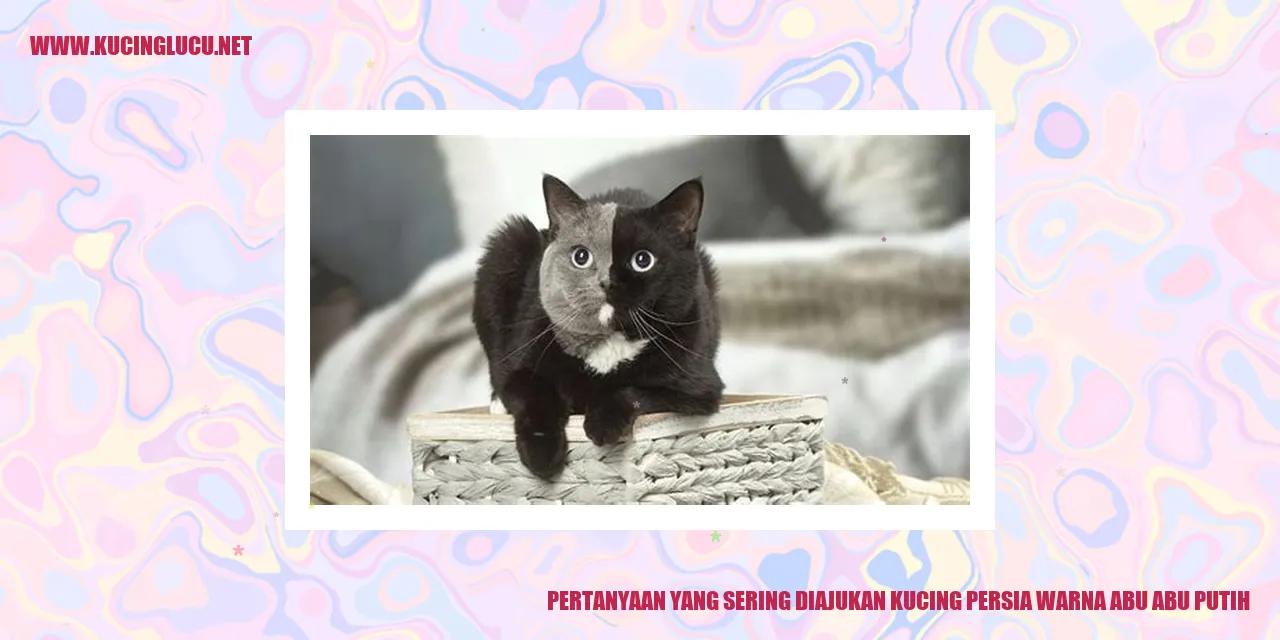 Kucing Persia Warna Abu-abu Putih