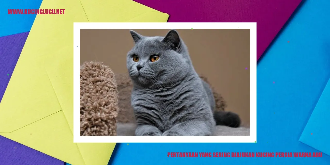 gambar kucing persia warna abu