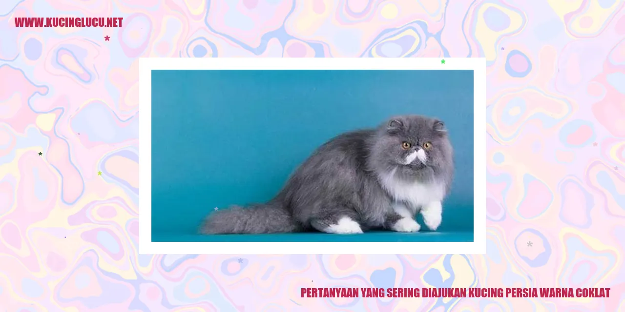 Kucing Persia Warna Coklat