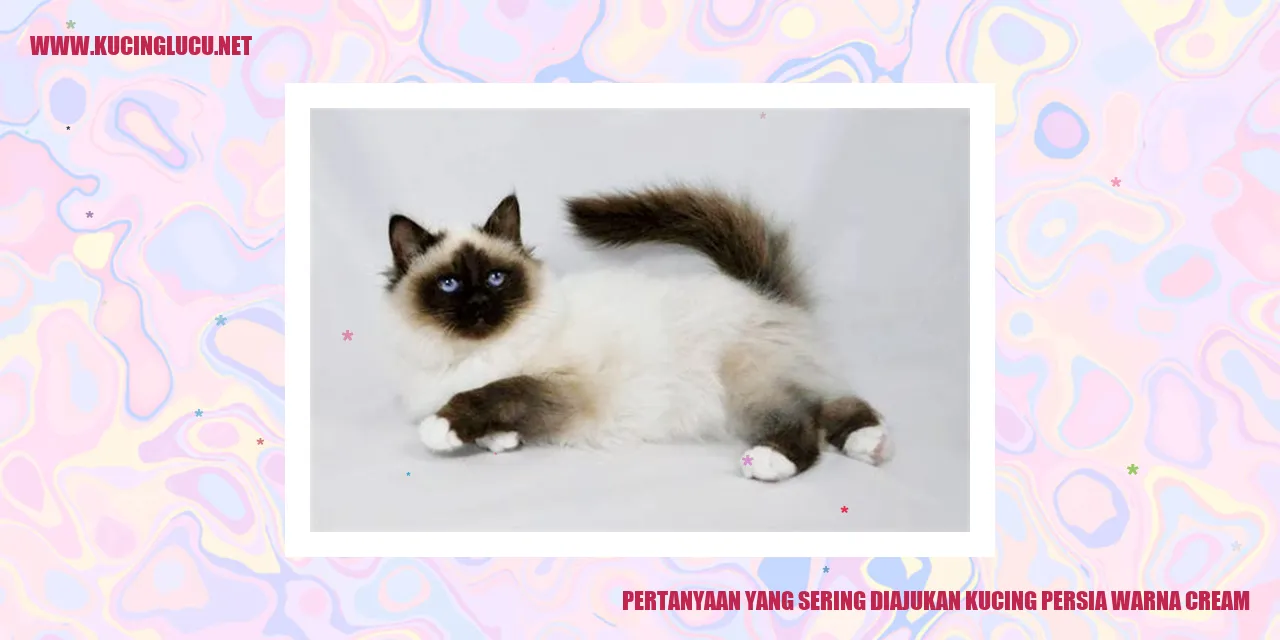 Kucing Persia Warna Cream