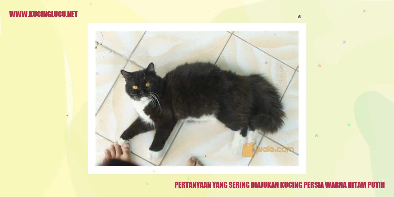 Pertanyaan yang Sering Diajukan tentang Kucing Persia Warna Hitam Putih