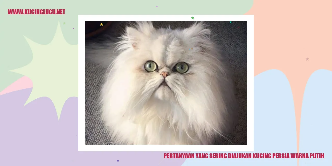 Kucing Persia Warna Putih
