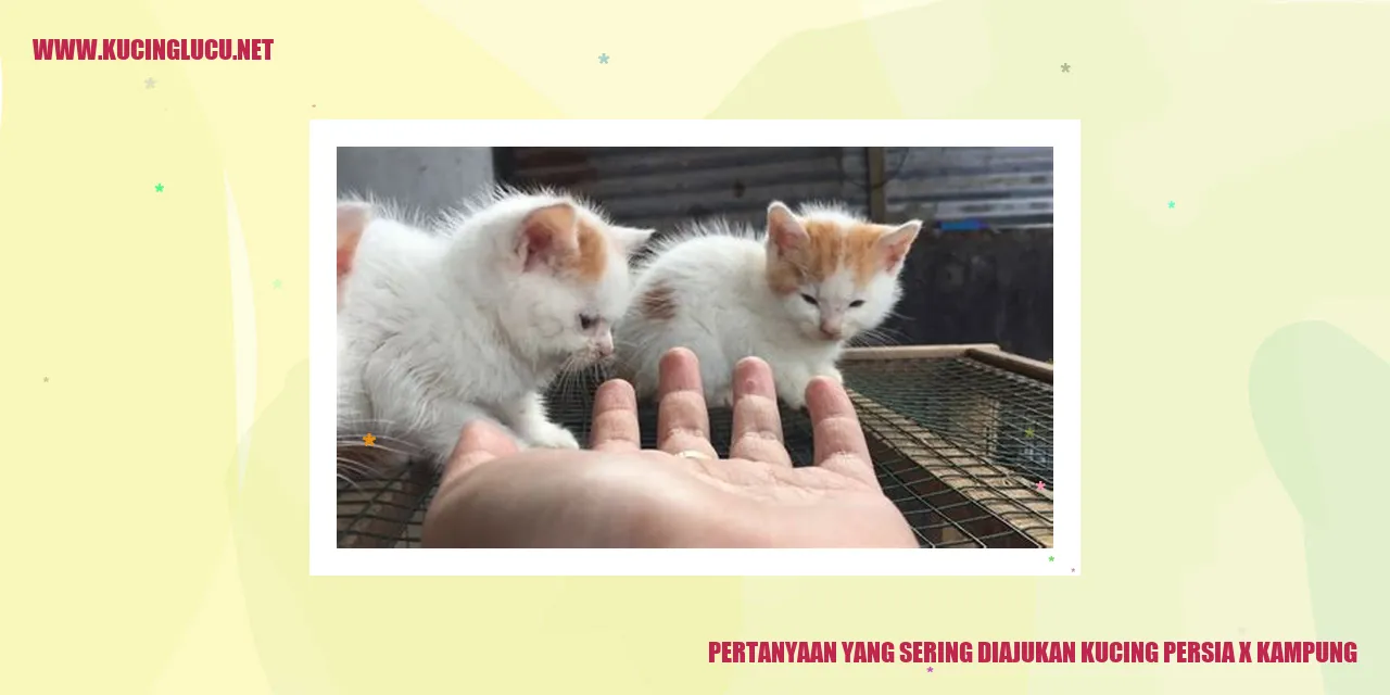 Kucing Persia x Kucing Kampung
