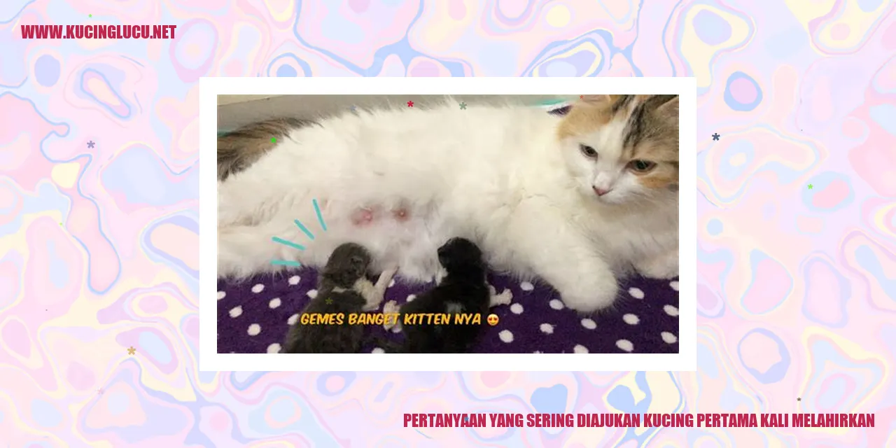 Gambar Kucing Melahirkan
