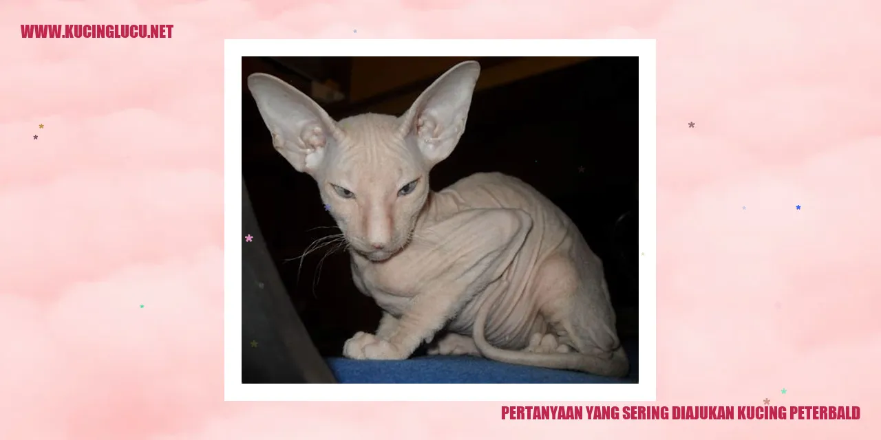 Kucing Peterbald