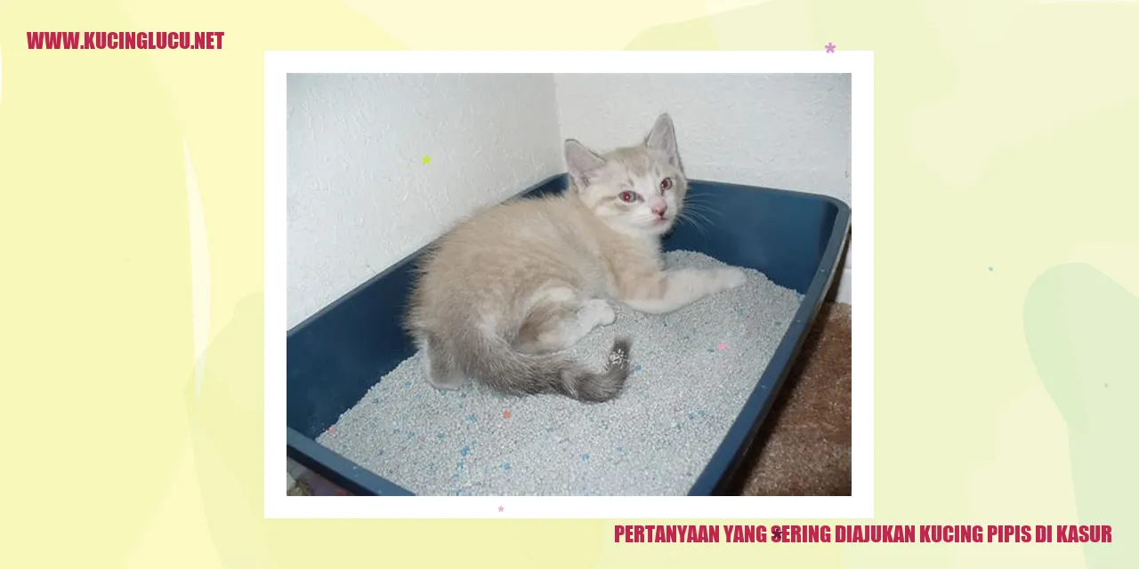 Kucing yang Pipis di Kasur