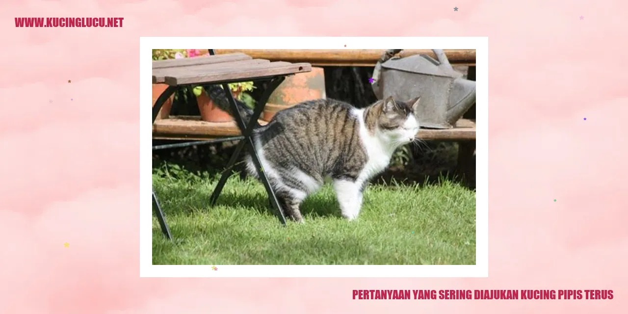 Kucing yang sering pipis terus