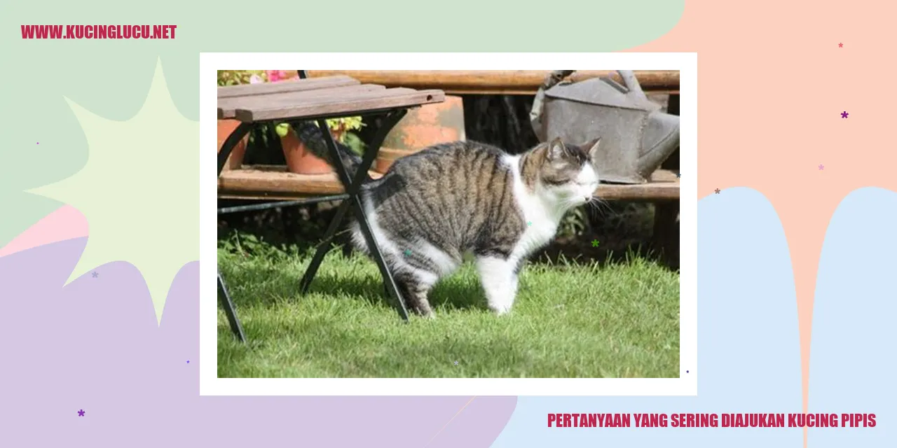 ilustrasi pertanyaan tentang kebiasaan buang air kucing