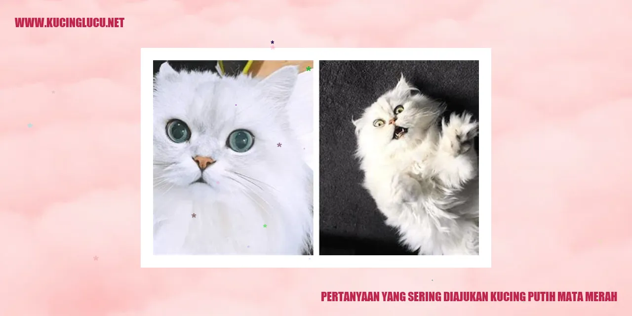 Gambar Kucing Putih Mata Merah