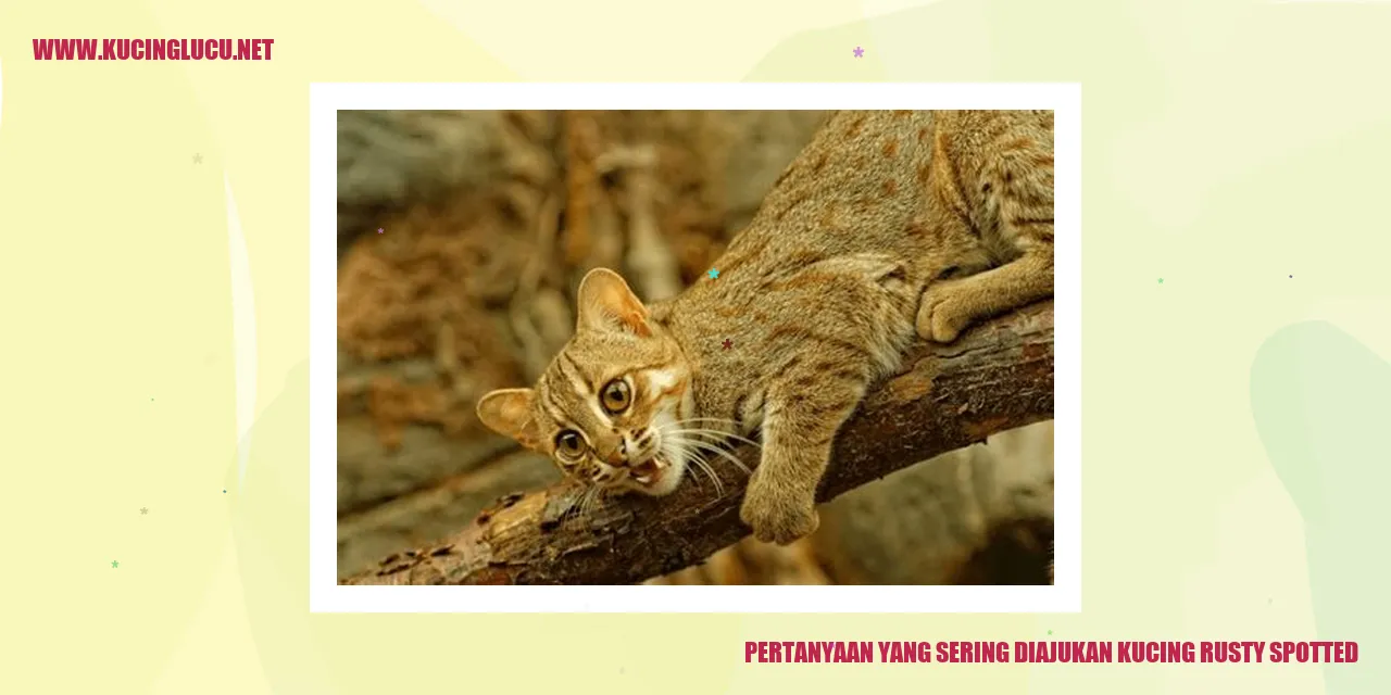 Kucing rusty spotted