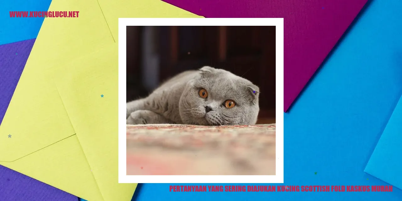 Gambar Kucing Scottish Fold