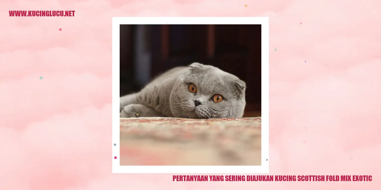 Kucing Scottish Fold Mix Exotic