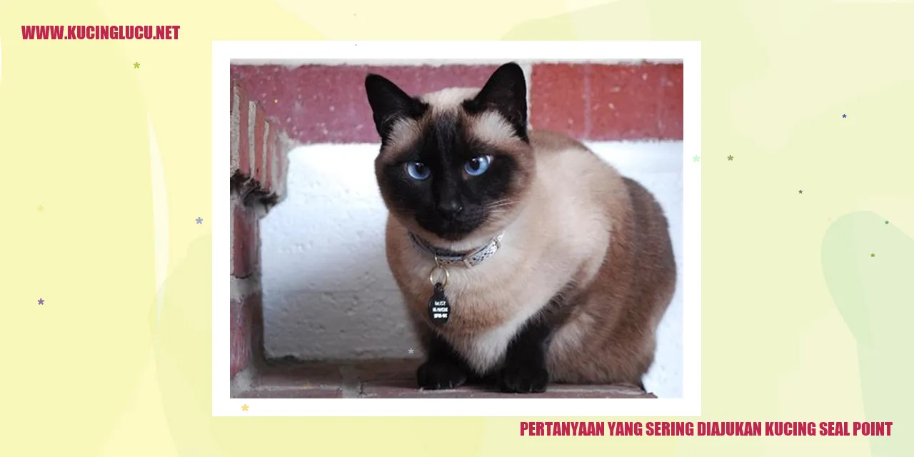 Kucing Seal Point
