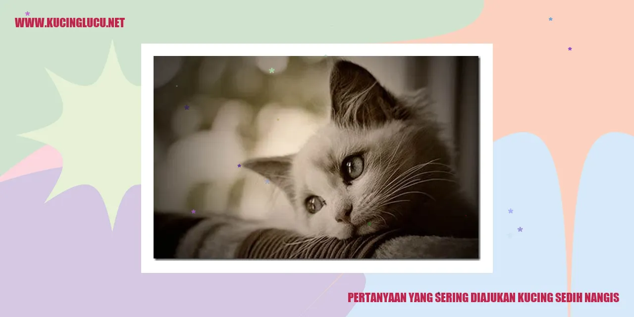 Kucing sedih dan menangis
