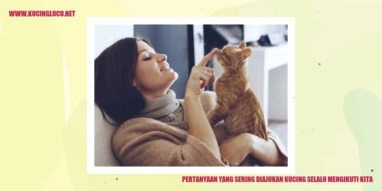 Kucing yang mengikuti kita