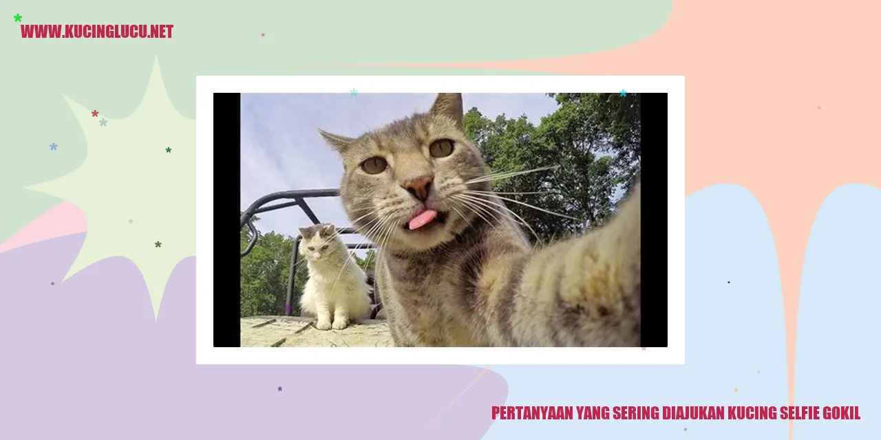 Kucing Selfie Gokil