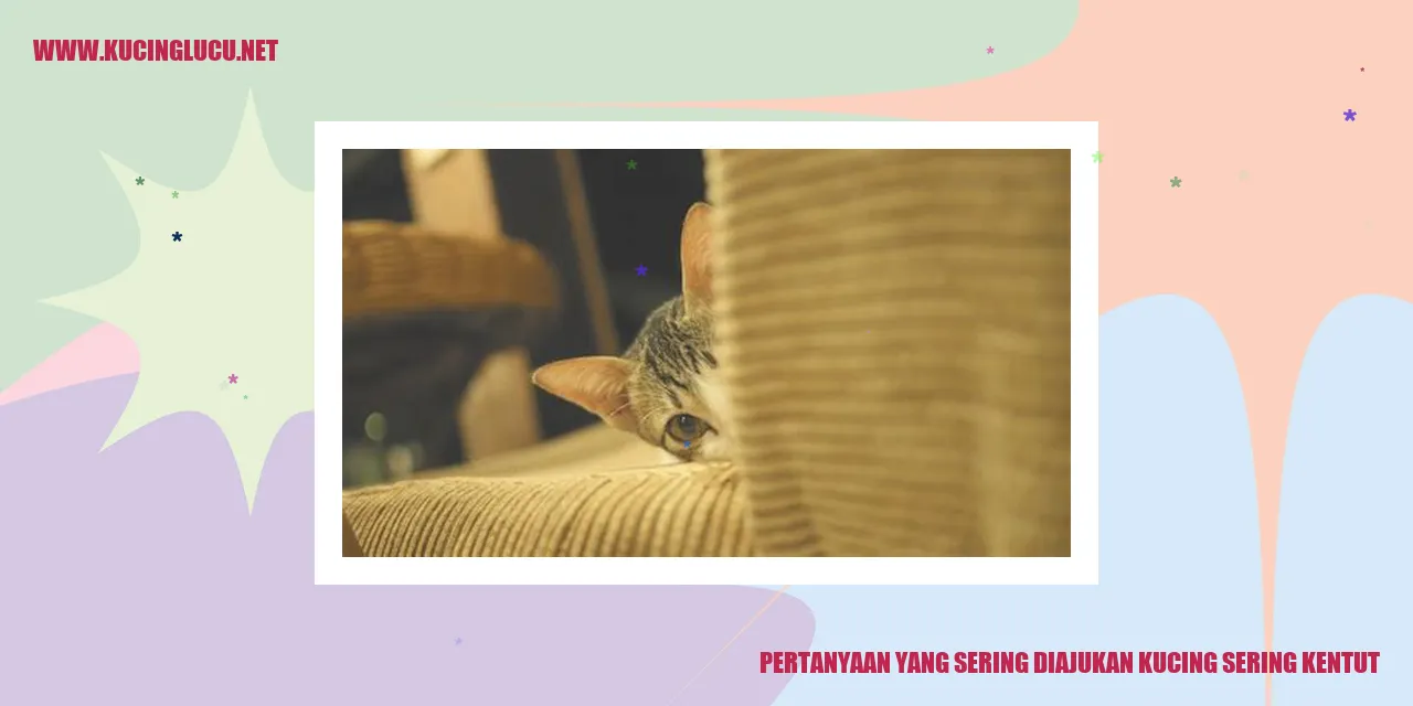 gambar kucing mengeluarkan gas
