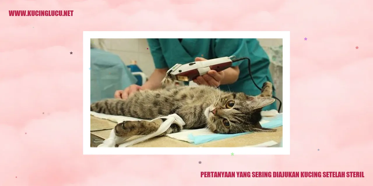 Kucing Setelah Steril