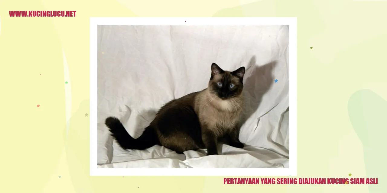 Kucing Siam Asli