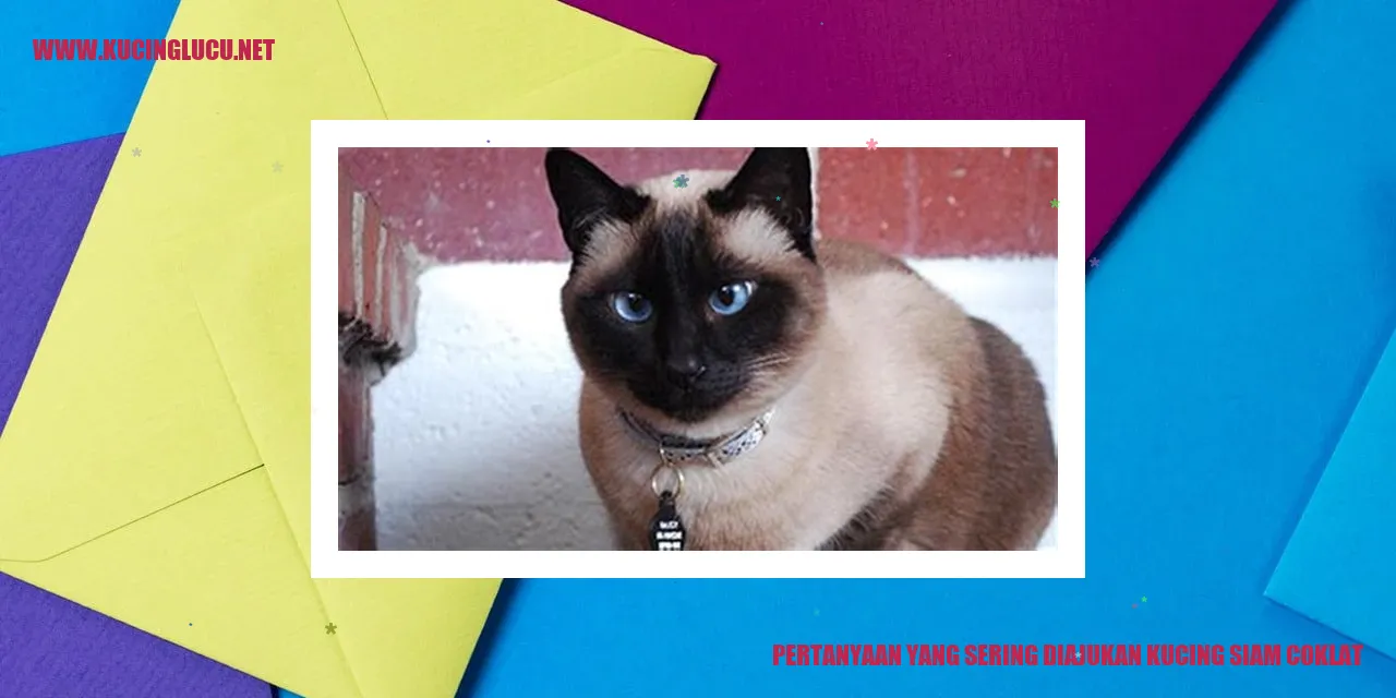 Foto kucing siam coklat