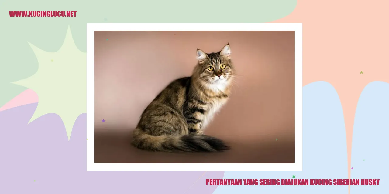 Kucing Siberian Husky