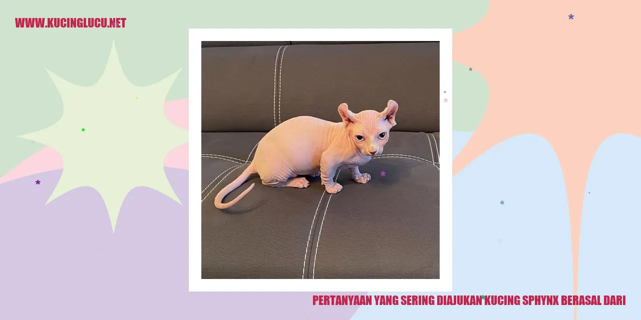 Kucing Sphynx