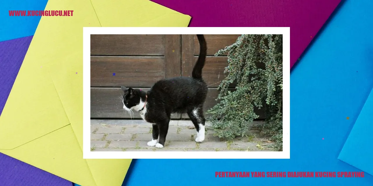 Kucing semprot