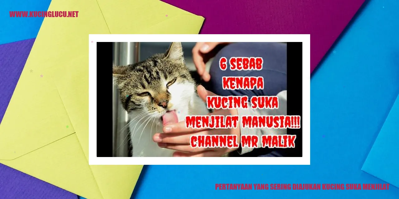 Kucing menjilat