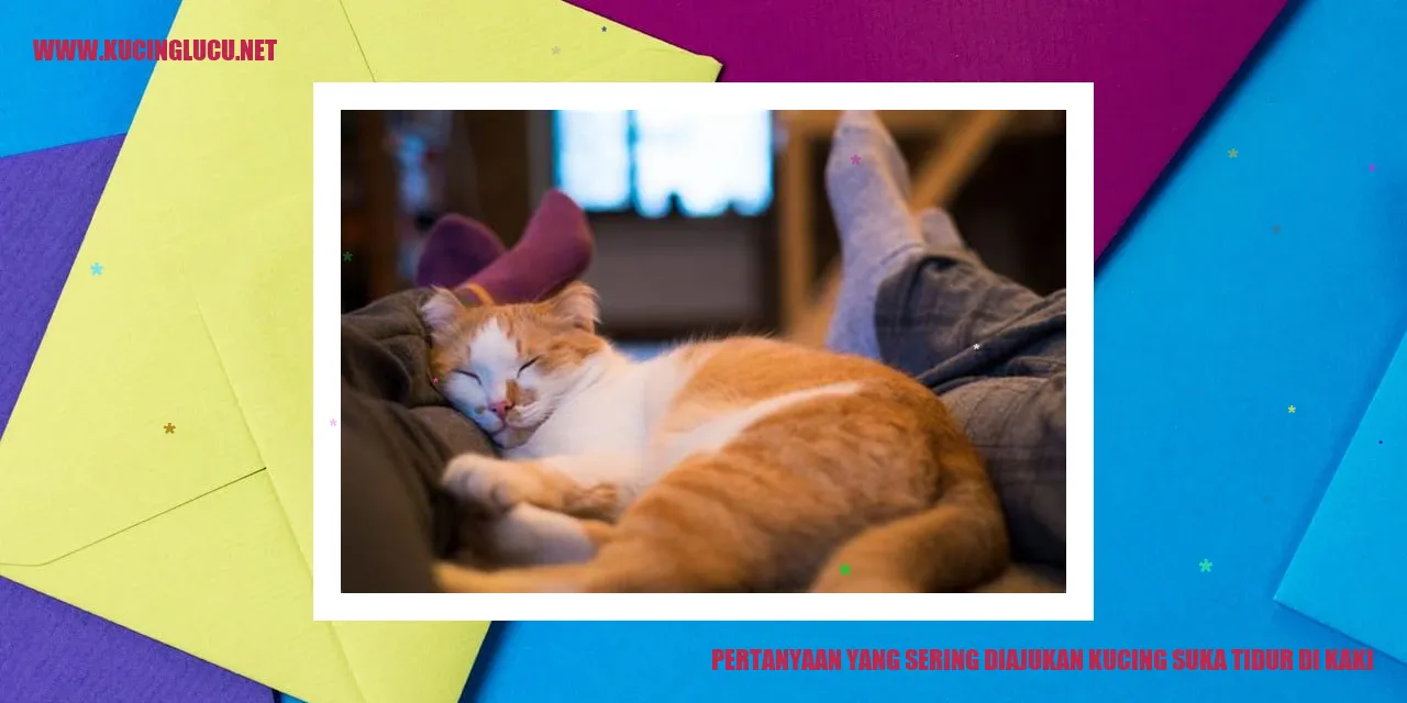 Kucing tidur di kaki