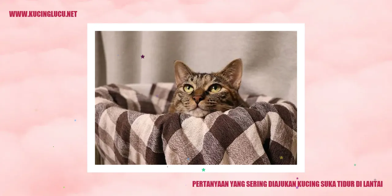 kucing tidur di lantai