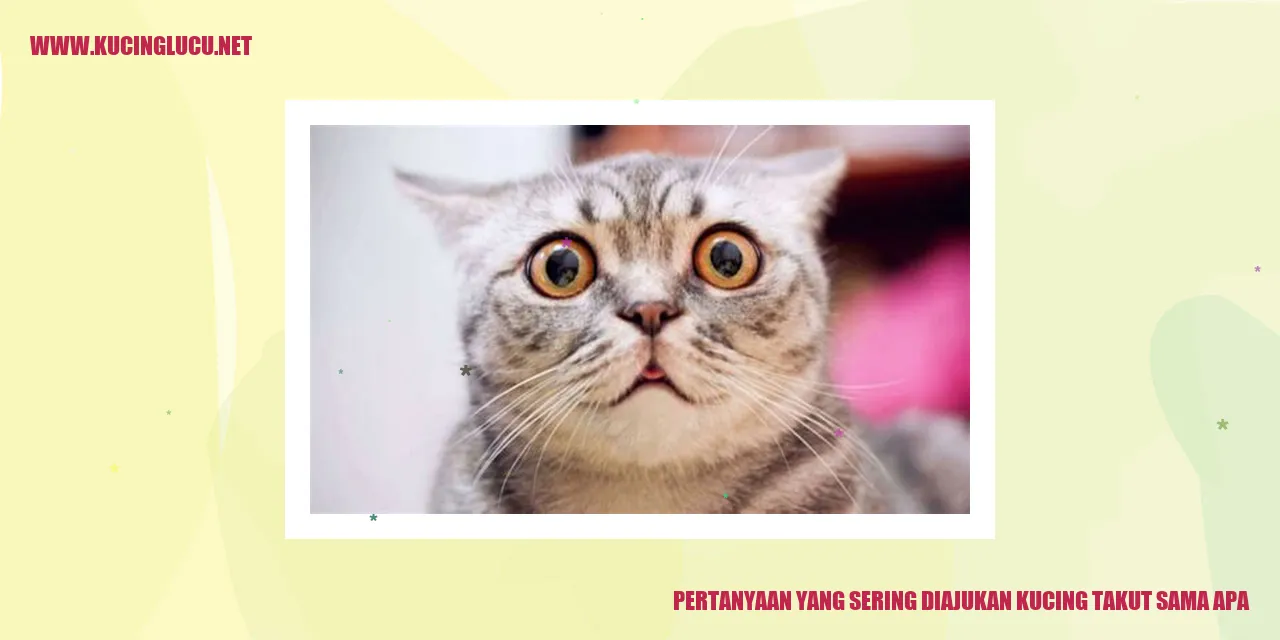 Kucing Takut Sama Apa
